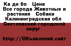 Ка де бо › Цена ­ 25 000 - Все города Животные и растения » Собаки   . Калининградская обл.,Светловский городской округ 